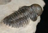 Rare Bulbous Nosed Actinopeltis Trilobite - #11491-3